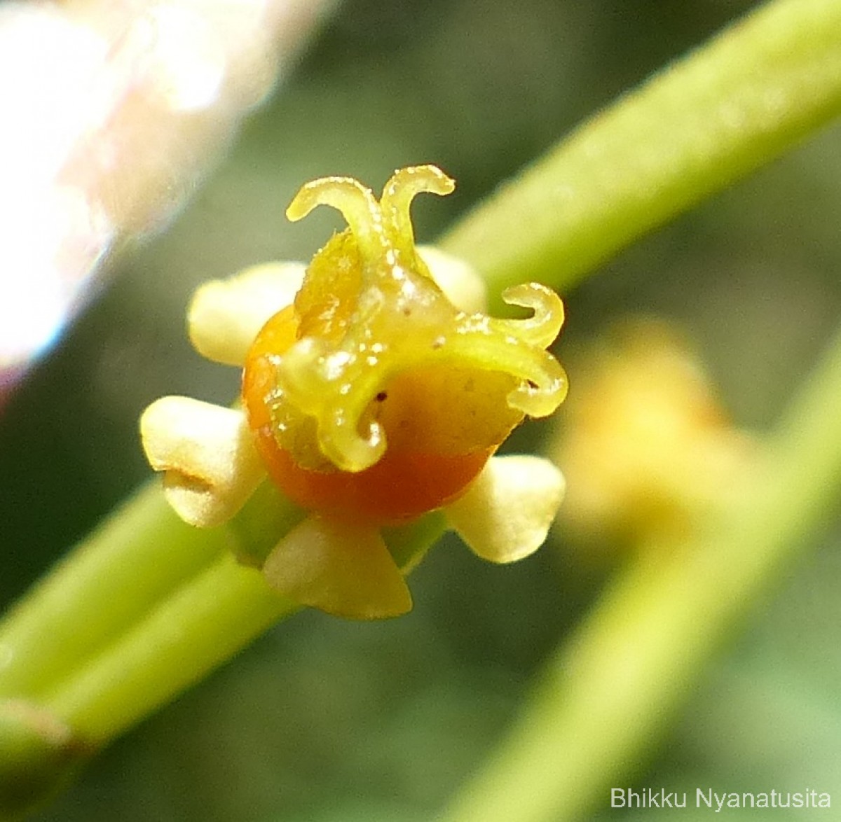 Agrostistachys borneensis Becc.
